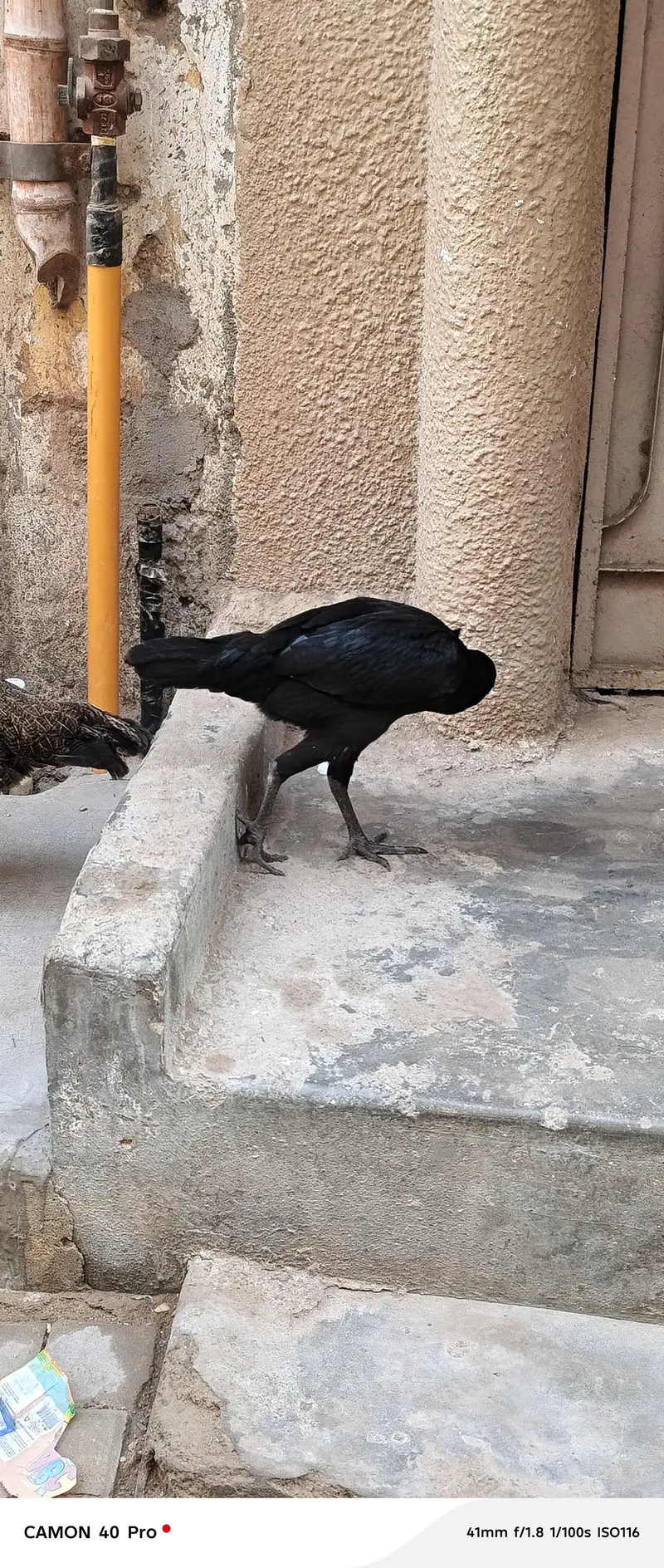 aseel murga and murgiyan — photo 6