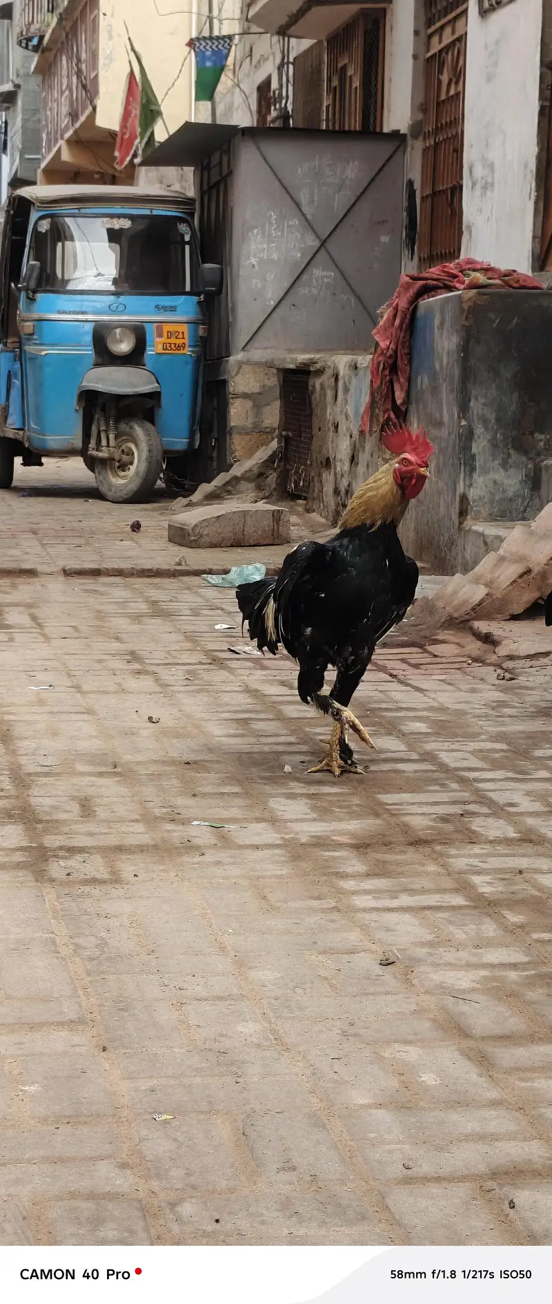 aseel murga and murgiyan — photo 7