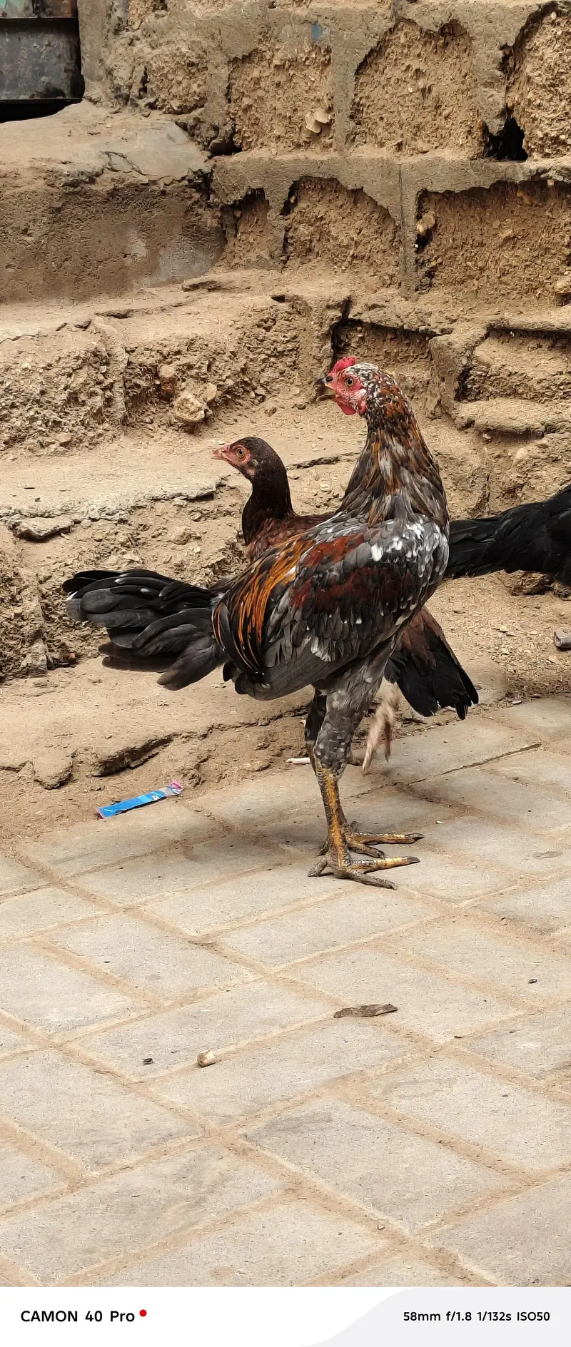aseel murga and murgiyan — photo 8