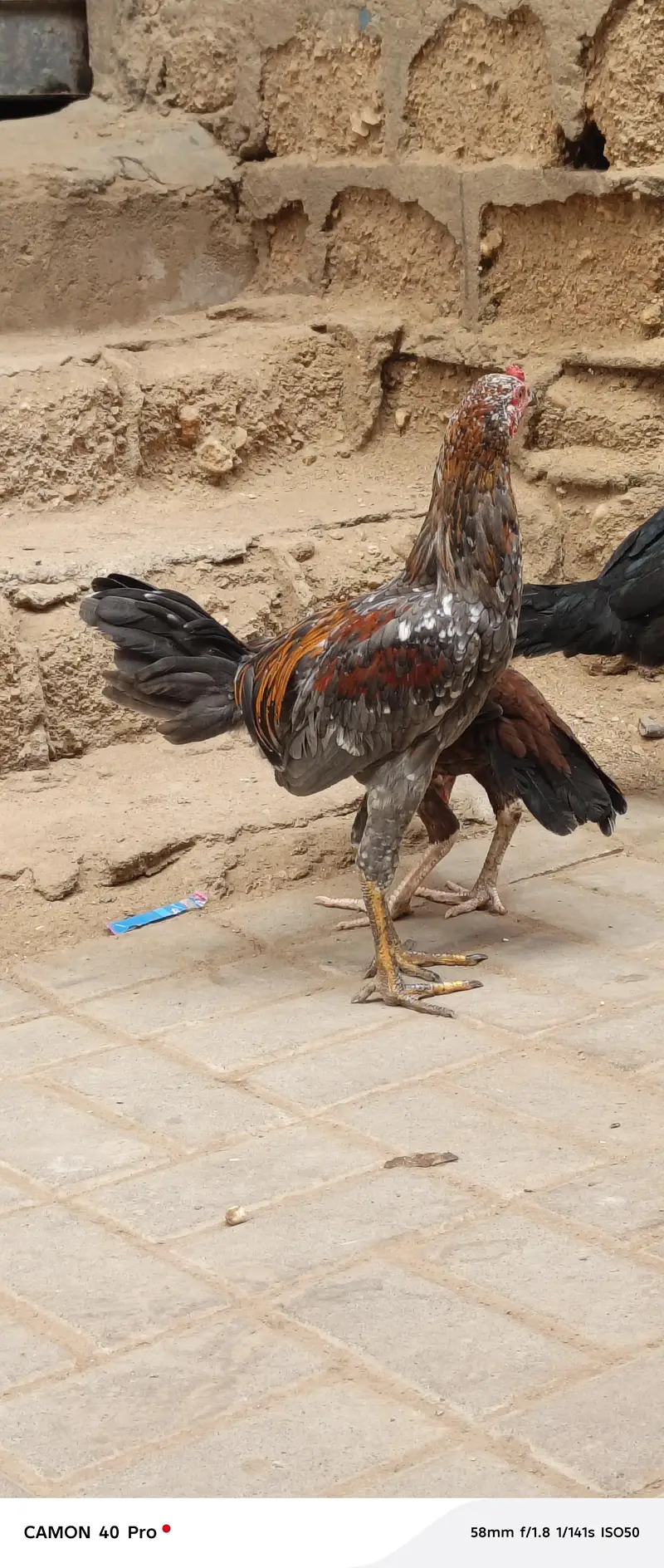 aseel murga and murgiyan — photo 9