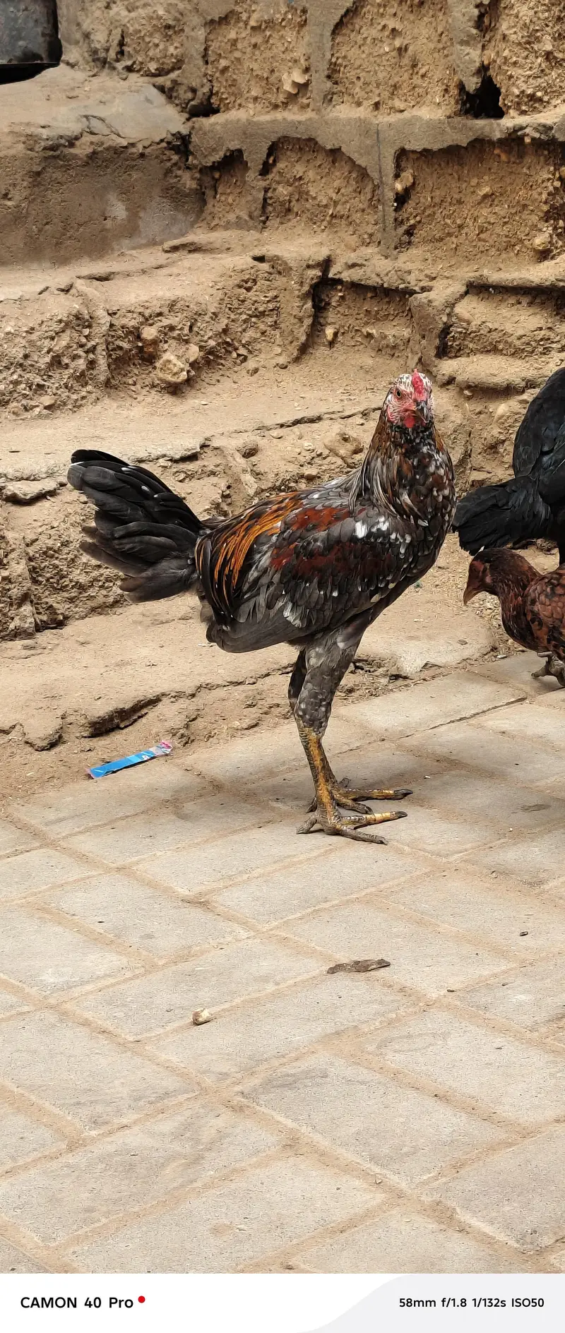 aseel murga and murgiyan — photo 10