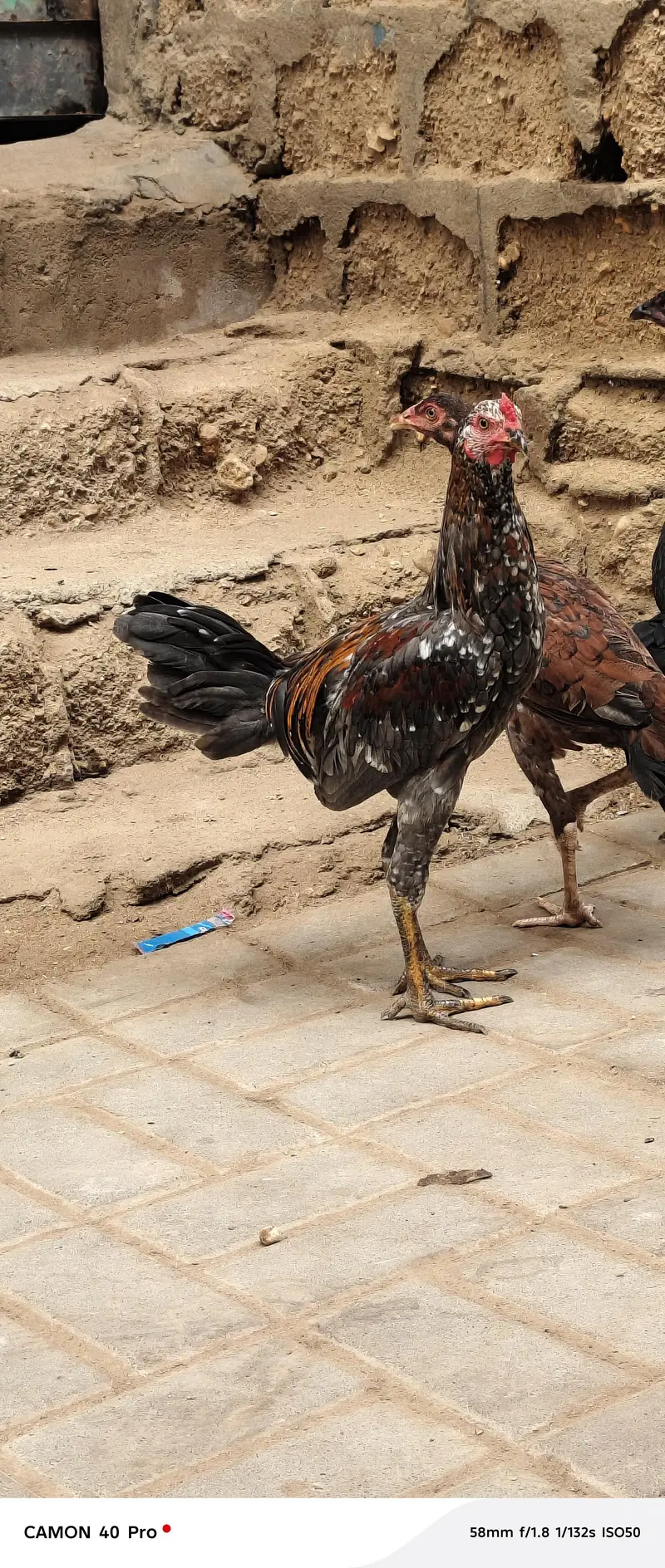 aseel murga and murgiyan — photo 11