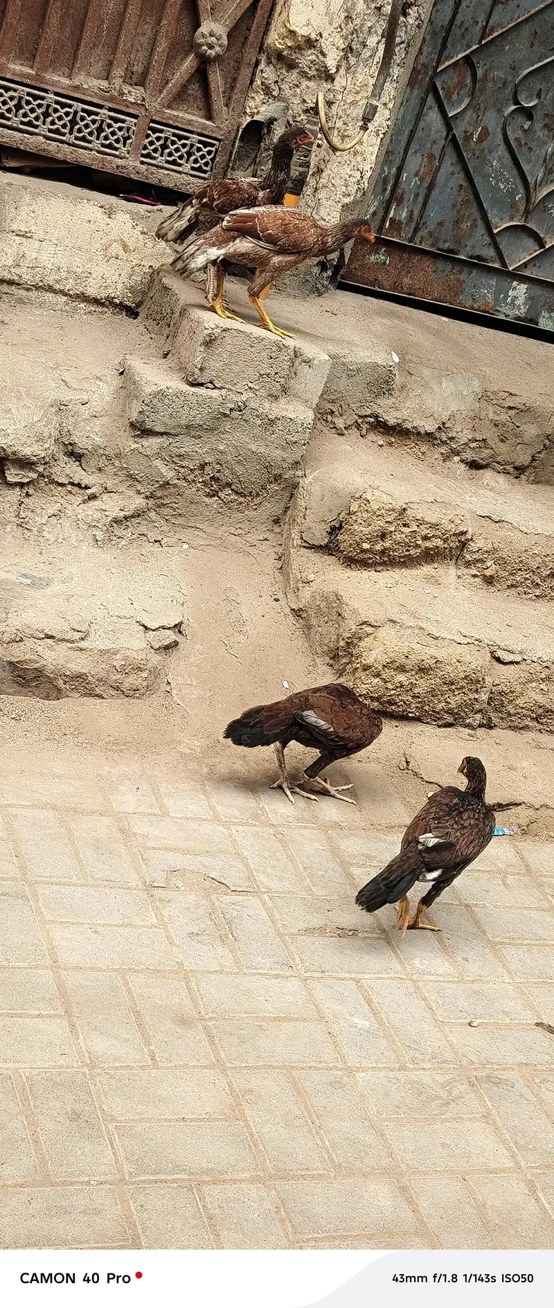 aseel murga and murgiyan — photo 12