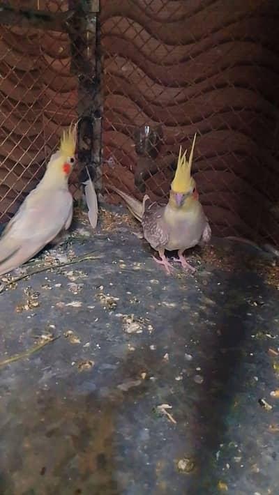 cocktail breeding pair