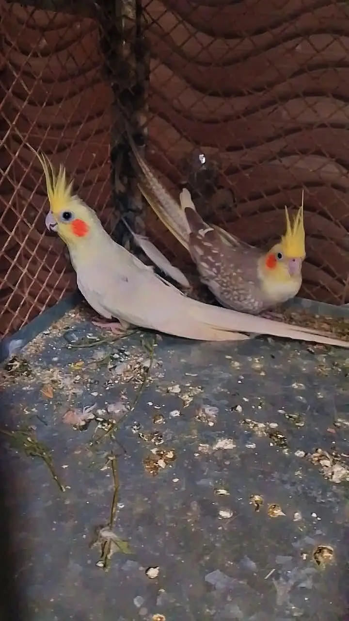 cocktail breeding pair — photo 2