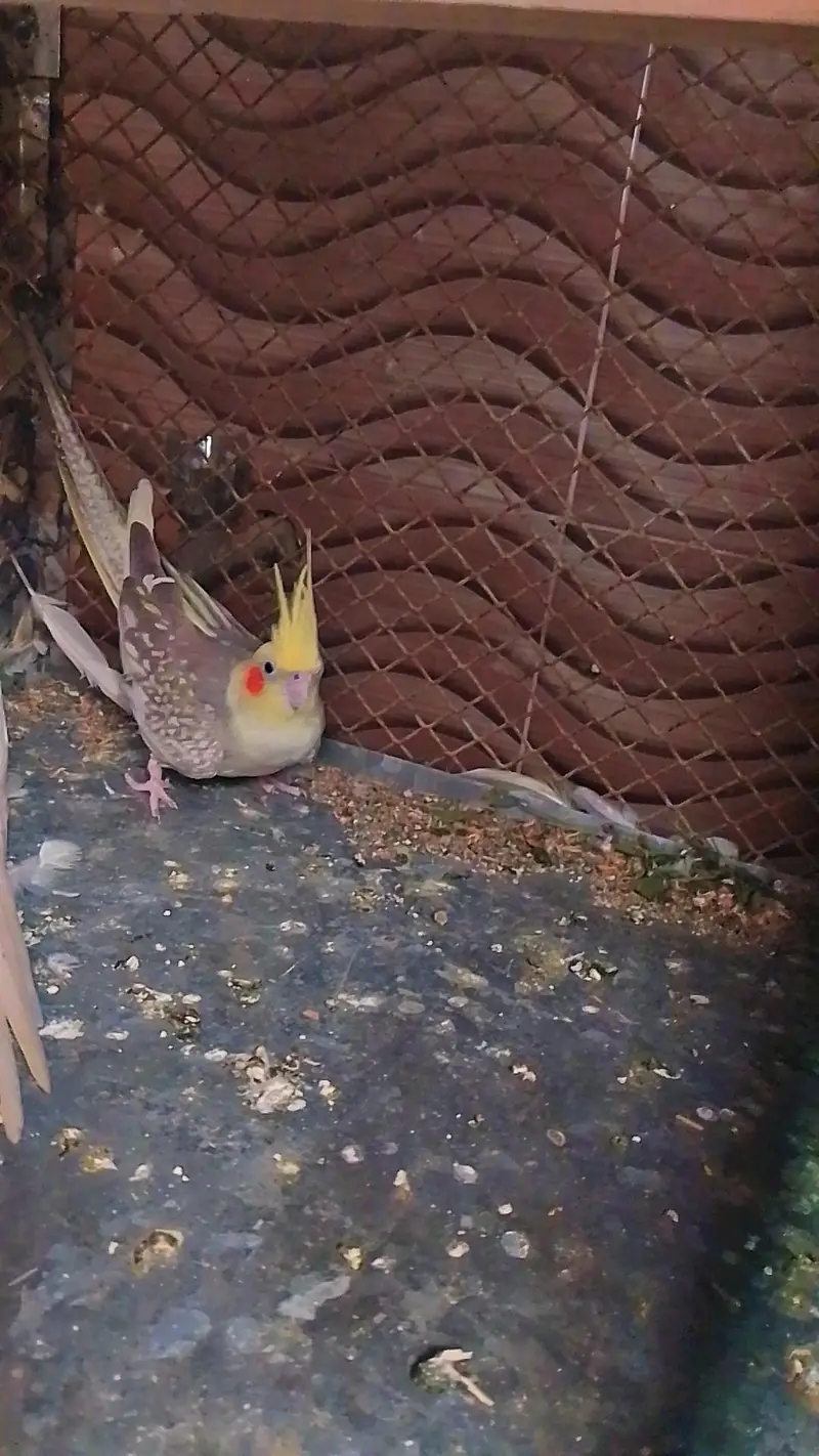 cocktail breeding pair — photo 3