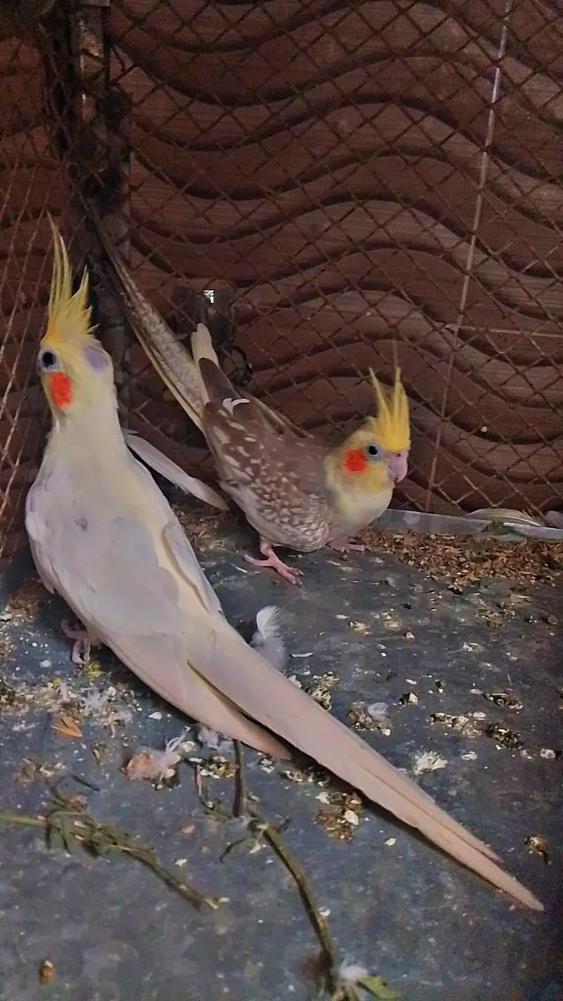 cocktail breeding pair — photo 4
