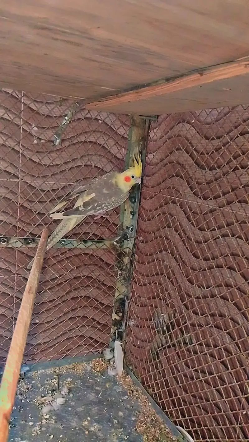 cocktail breeding pair — photo 5