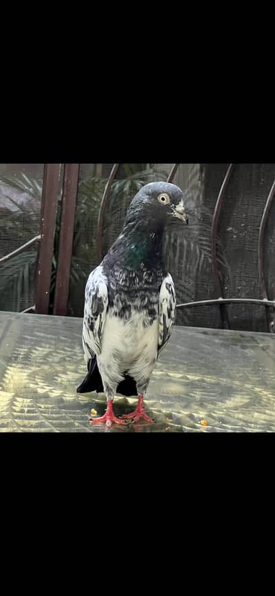Teddy pure CH sab waly Breeder pair A+ Quality