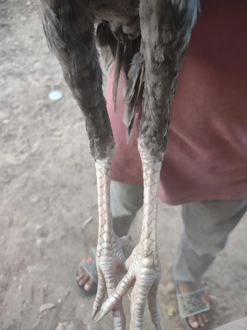 sleeta aseel patha — photo 2