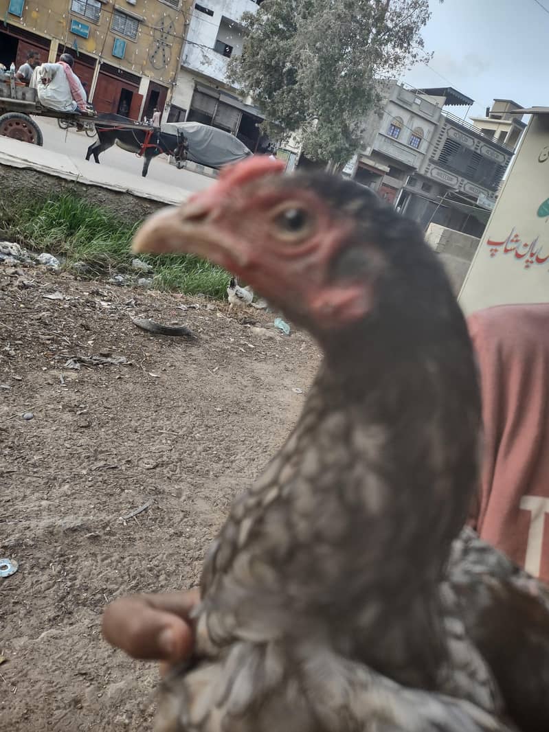 sleeta aseel patha 2