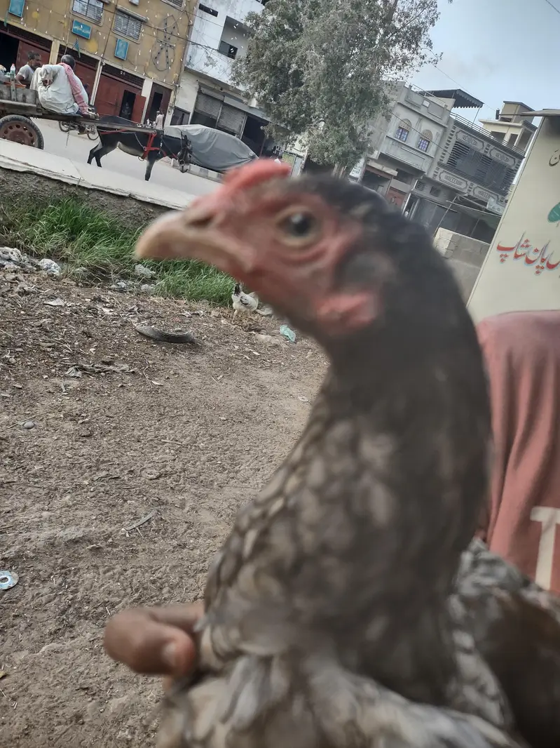 sleeta aseel patha — photo 3