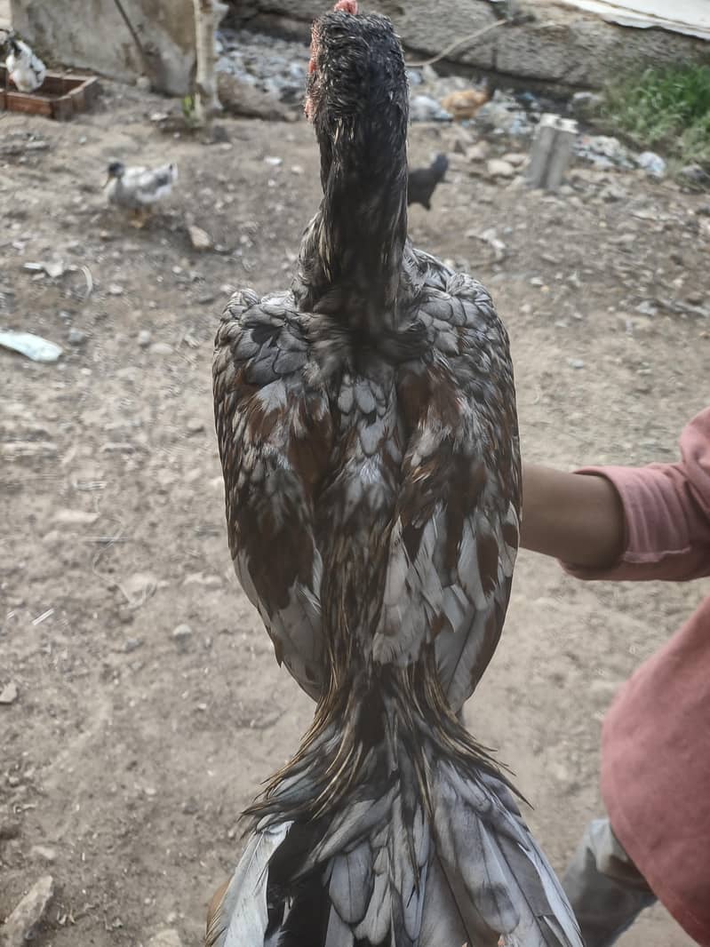 sleeta aseel patha 5