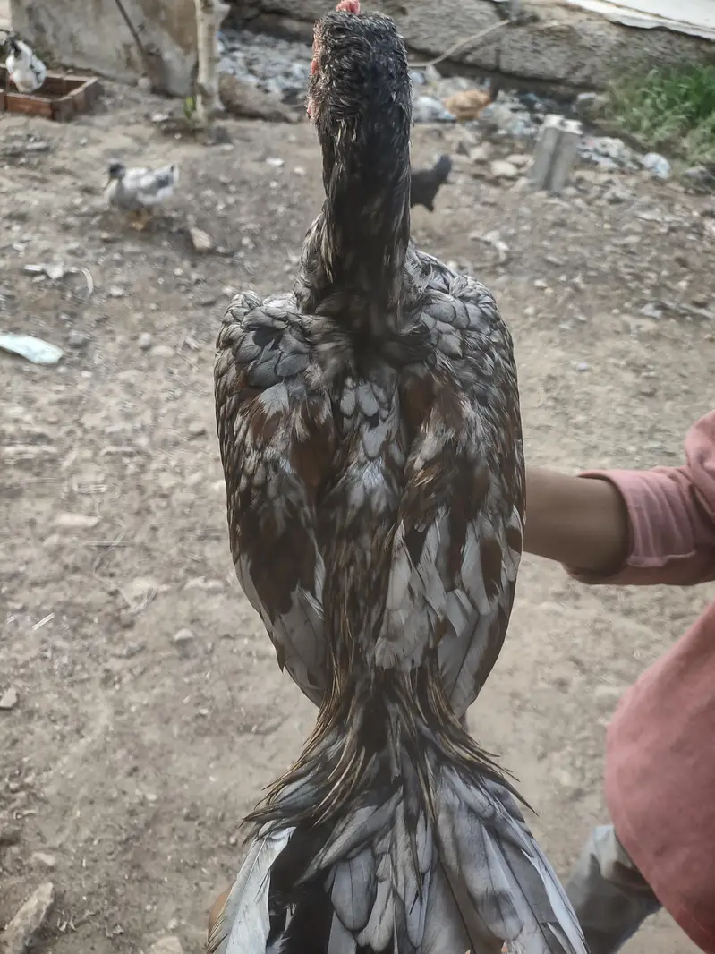 sleeta aseel patha — photo 6