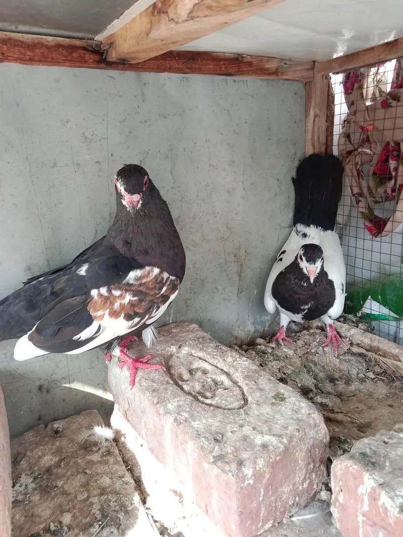 Black khaal gudaar — photo 2