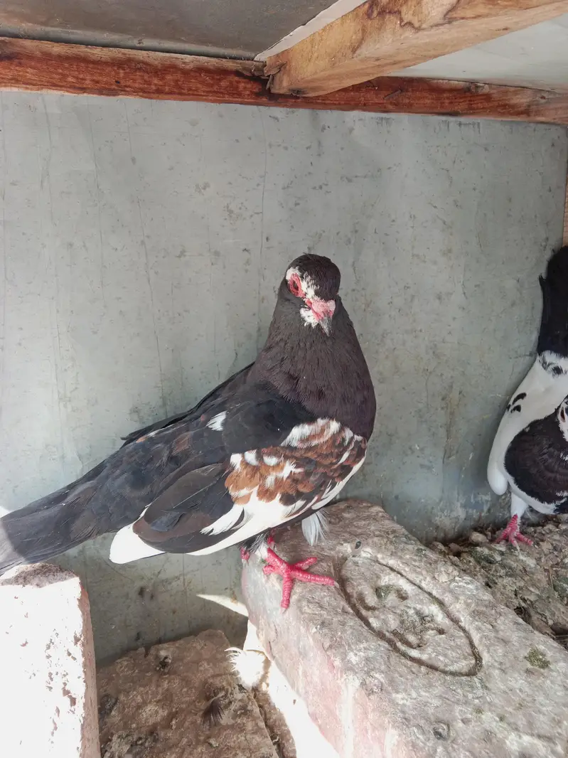 Black khaal gudaar — photo 3