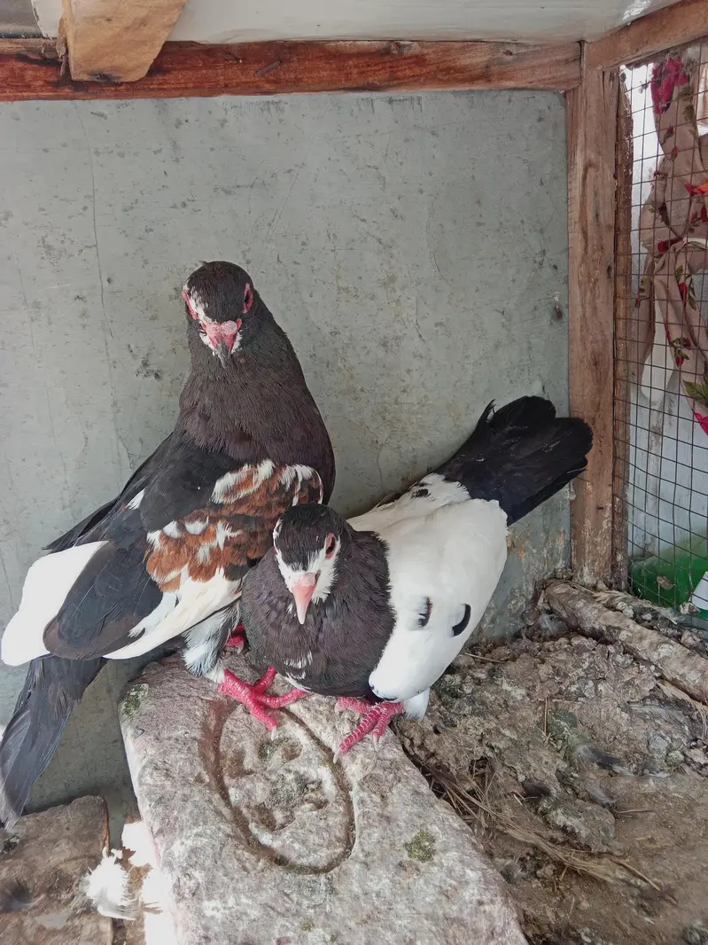 Black khaal gudaar — photo 7