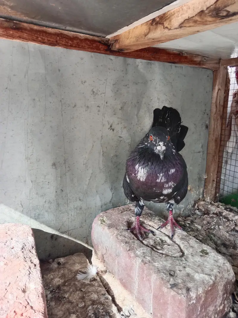 Black khaal gudaar — photo 10