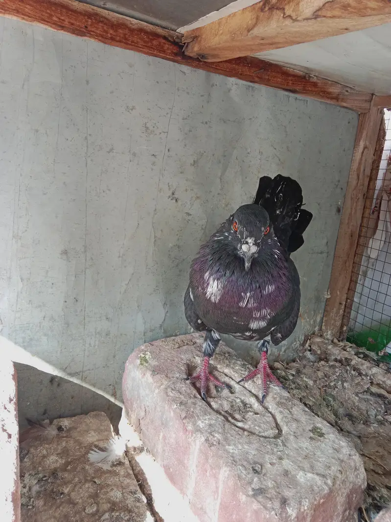 Black khaal gudaar — photo 11