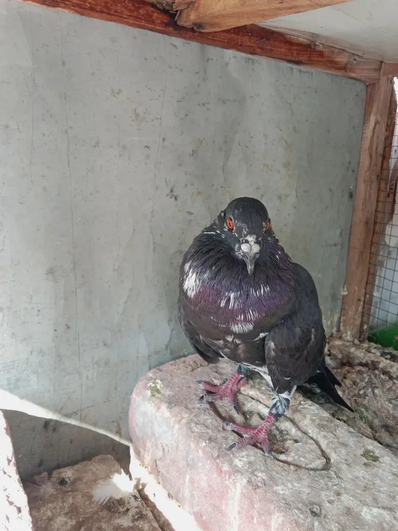 Black khaal gudaar — photo 12