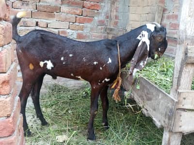 A+NAGRA BEETAL BAKRI with BREEDER QUALITY 7 MONTHS BAKRA