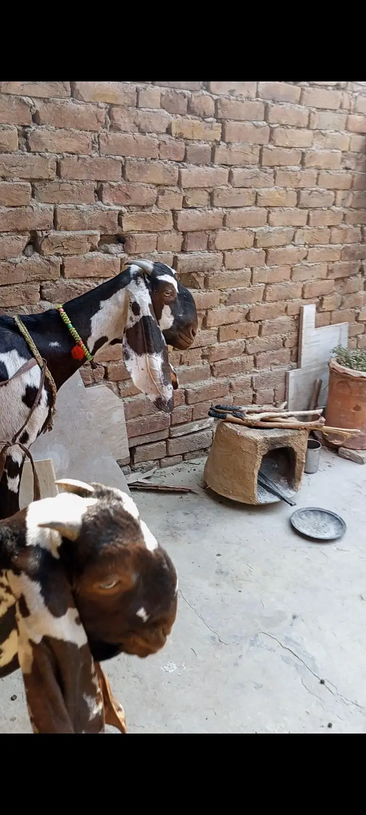 A+NAGRA BEETAL BAKRI with BREEDER QUALITY 7 MONTHS BAKRA — photo 2