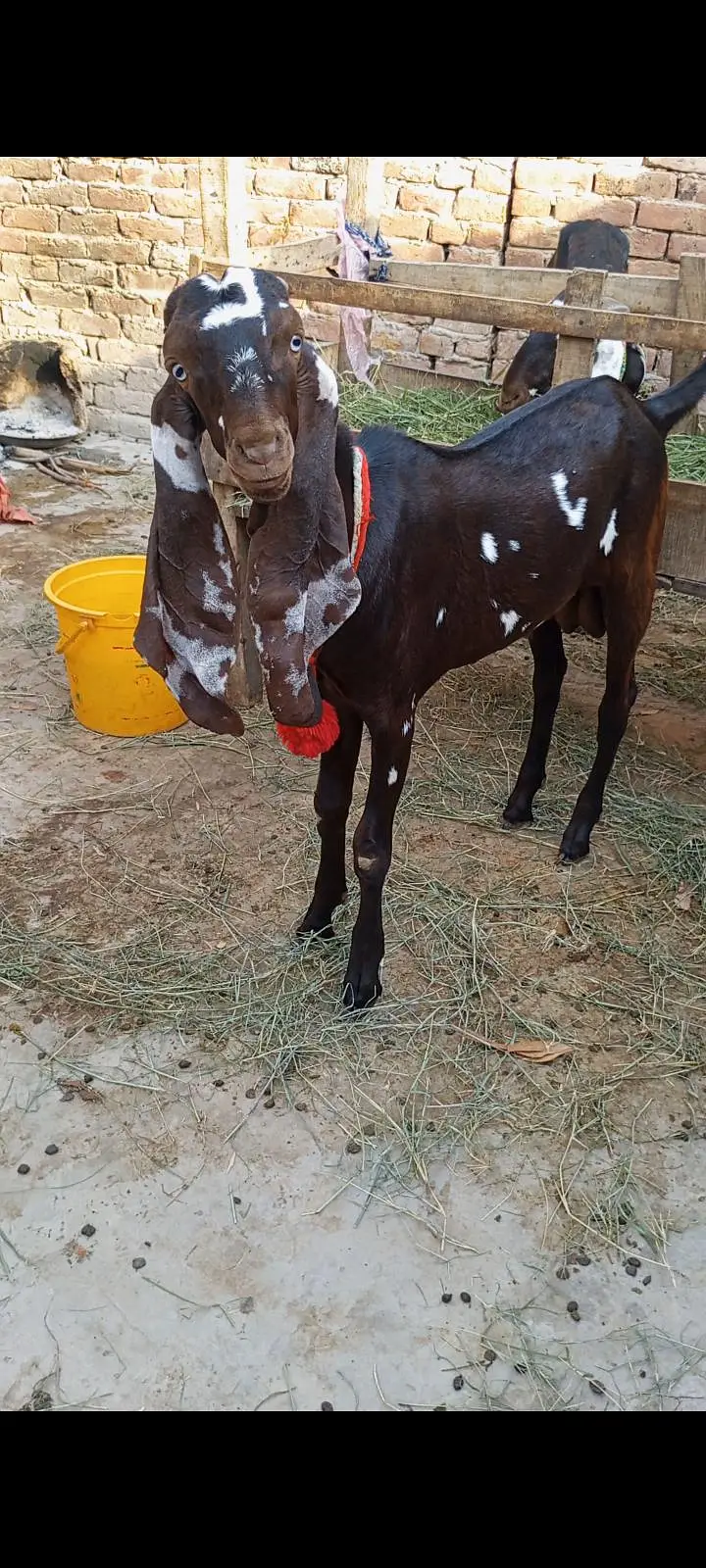 A+NAGRA BEETAL BAKRI with BREEDER QUALITY 7 MONTHS BAKRA — photo 5