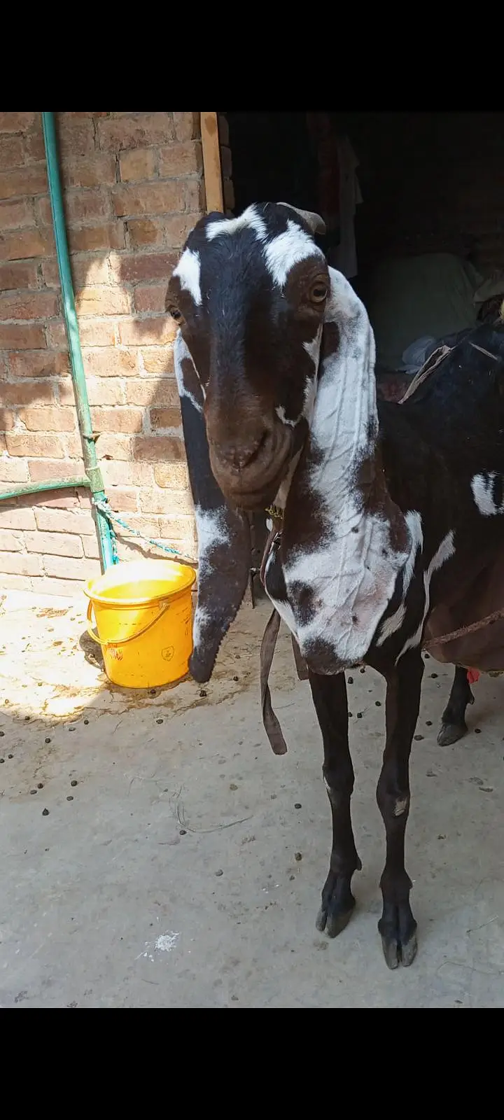 A+NAGRA BEETAL BAKRI with BREEDER QUALITY 7 MONTHS BAKRA — photo 6