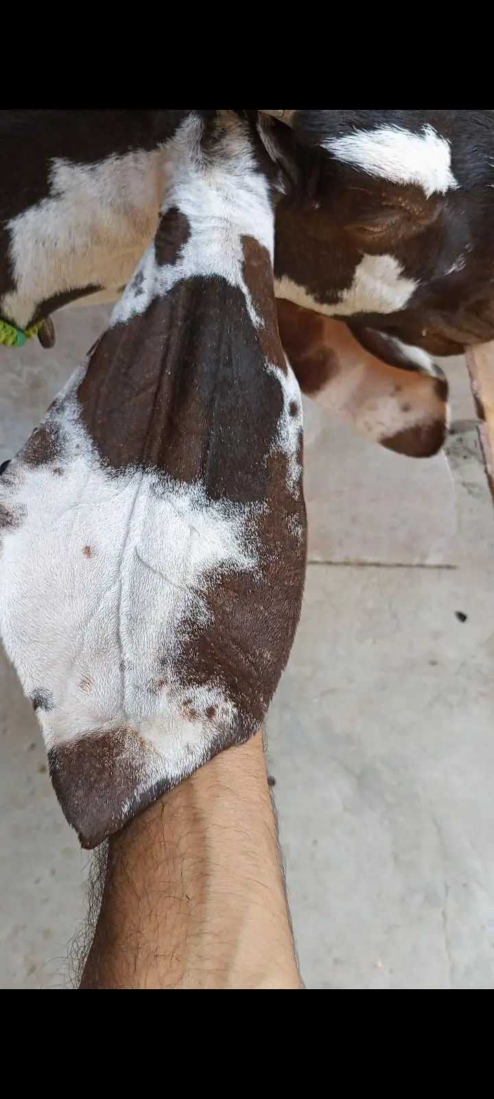 A+NAGRA BEETAL BAKRI with BREEDER QUALITY 7 MONTHS BAKRA — photo 7