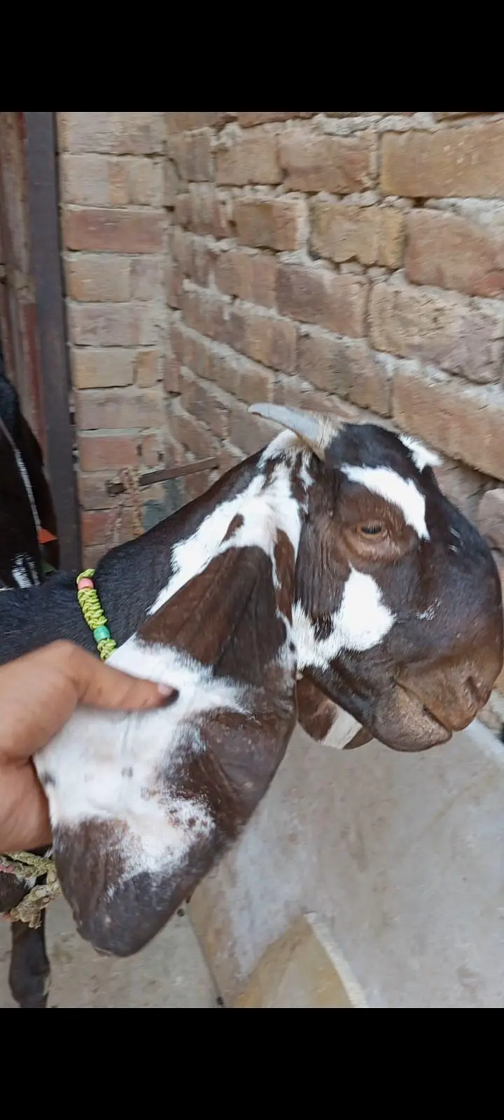 A+NAGRA BEETAL BAKRI with BREEDER QUALITY 7 MONTHS BAKRA — photo 8