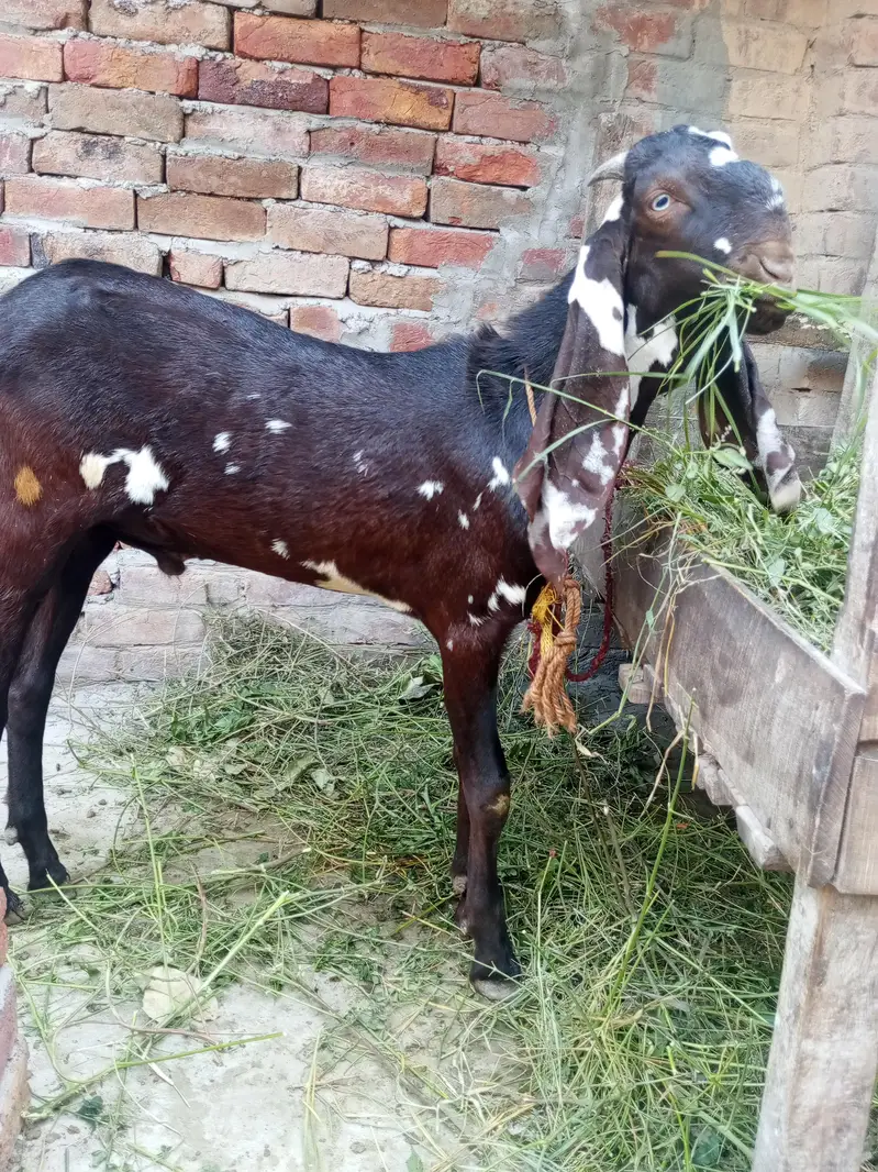A+NAGRA BEETAL BAKRI with BREEDER QUALITY 7 MONTHS BAKRA — photo 9