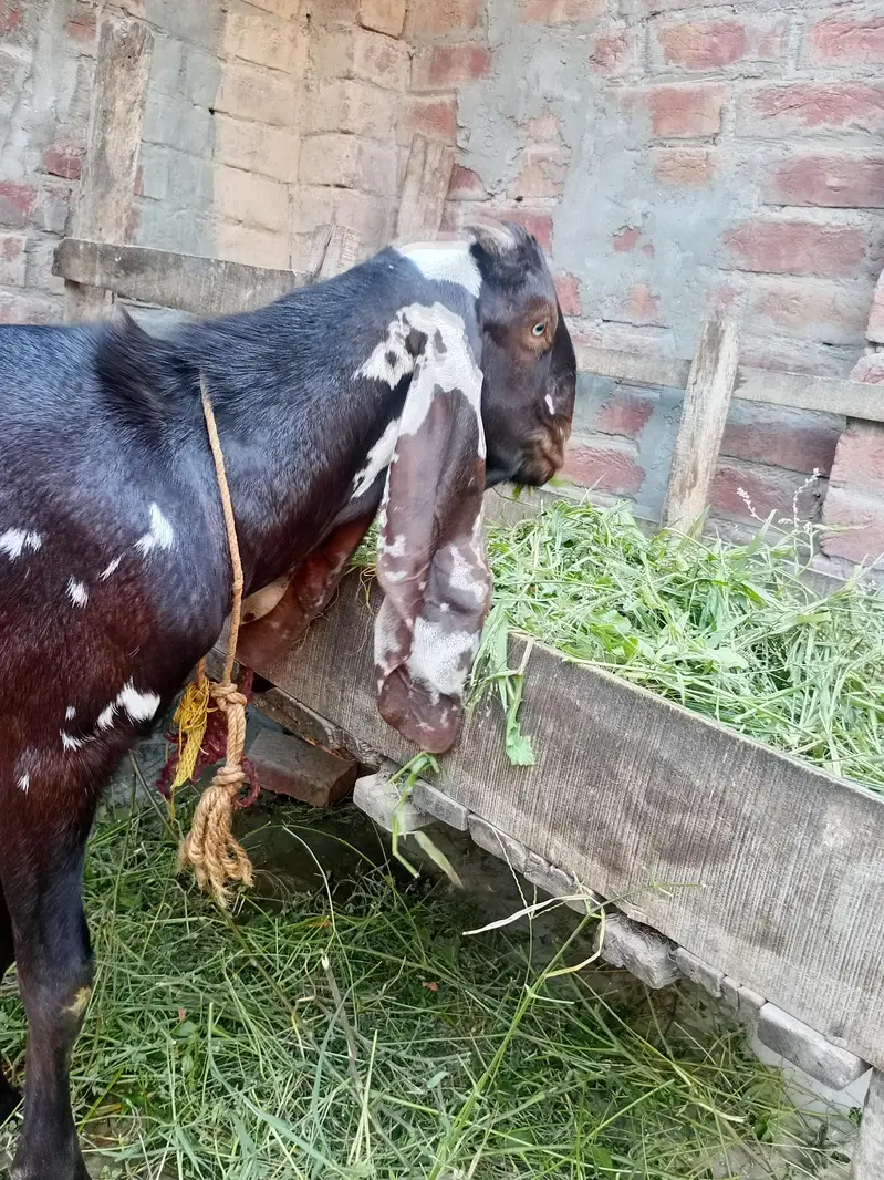 A+NAGRA BEETAL BAKRI with BREEDER QUALITY 7 MONTHS BAKRA — photo 10