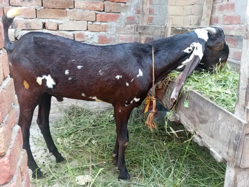 A+NAGRA BEETAL BAKRI with BREEDER QUALITY 7 MONTHS BAKRA — photo 11