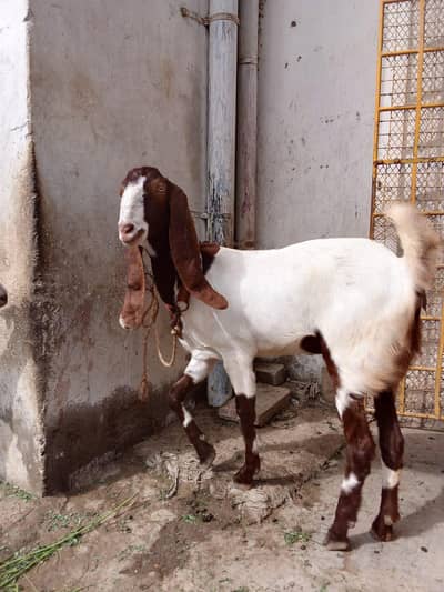 kamoori Goat