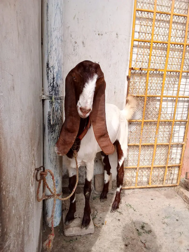 kamoori Goat — photo 2