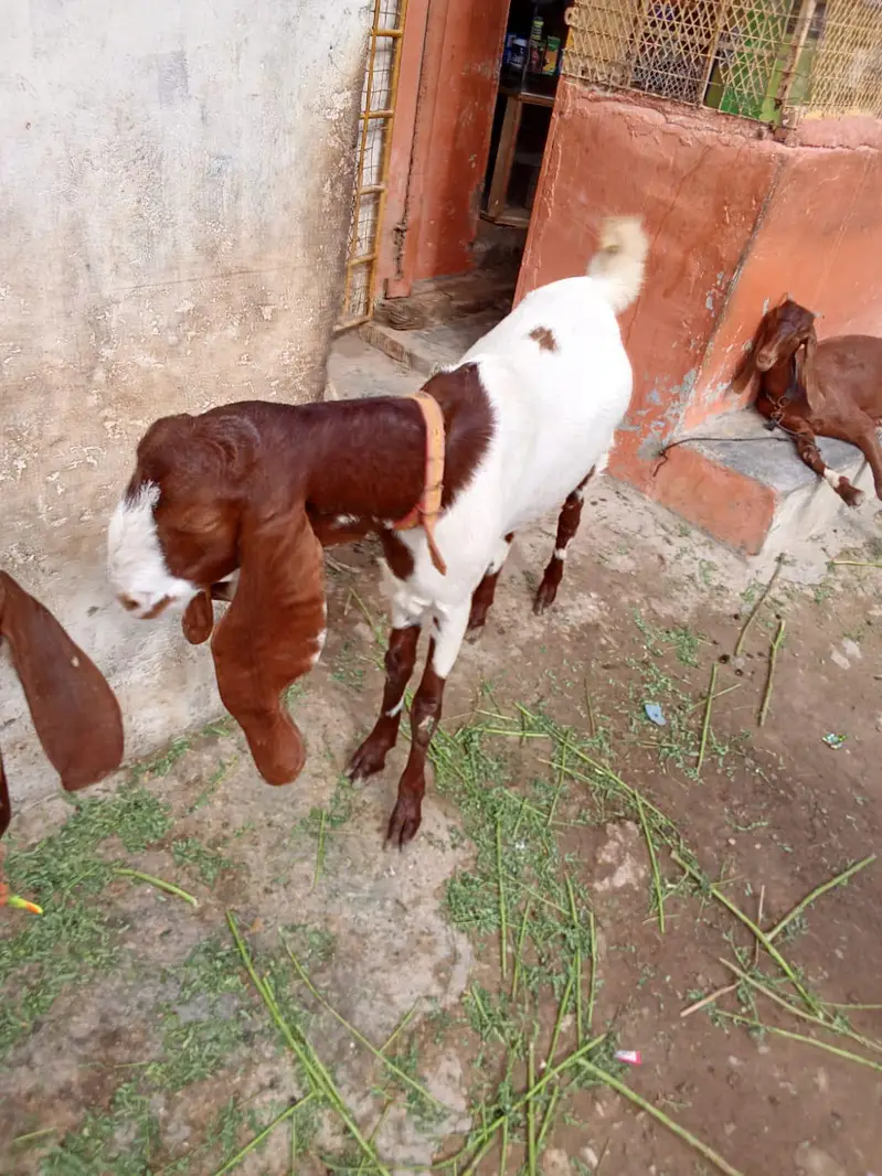 kamoori Goat — photo 3