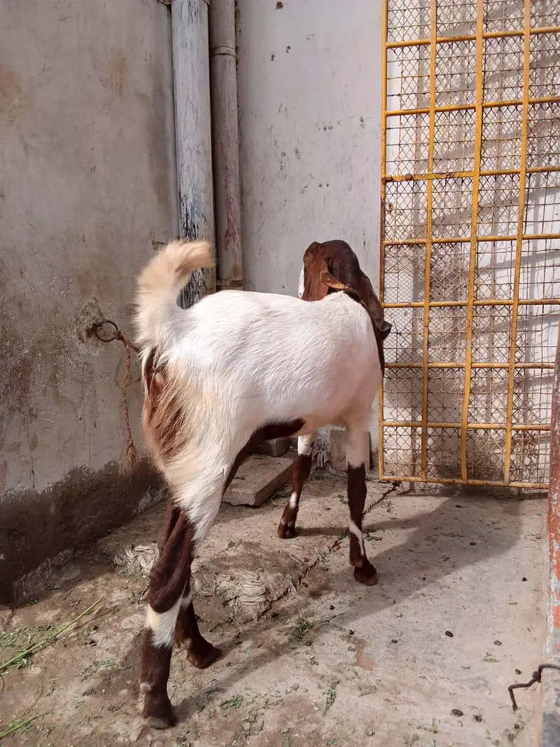 kamoori Goat — photo 4