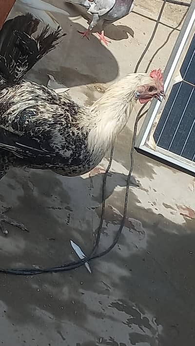 Egyptian fyumi hens