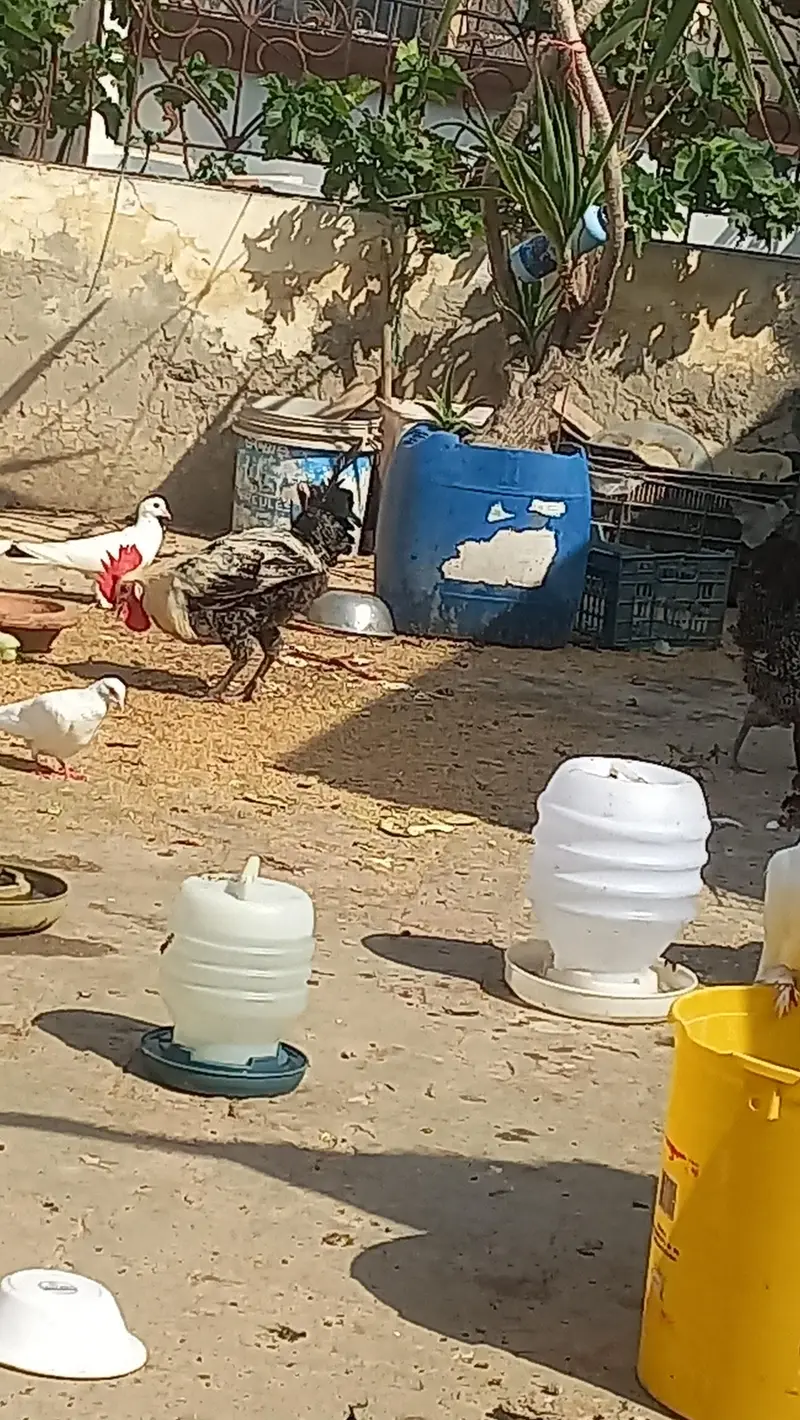 Egyptian fyumi hens — photo 2