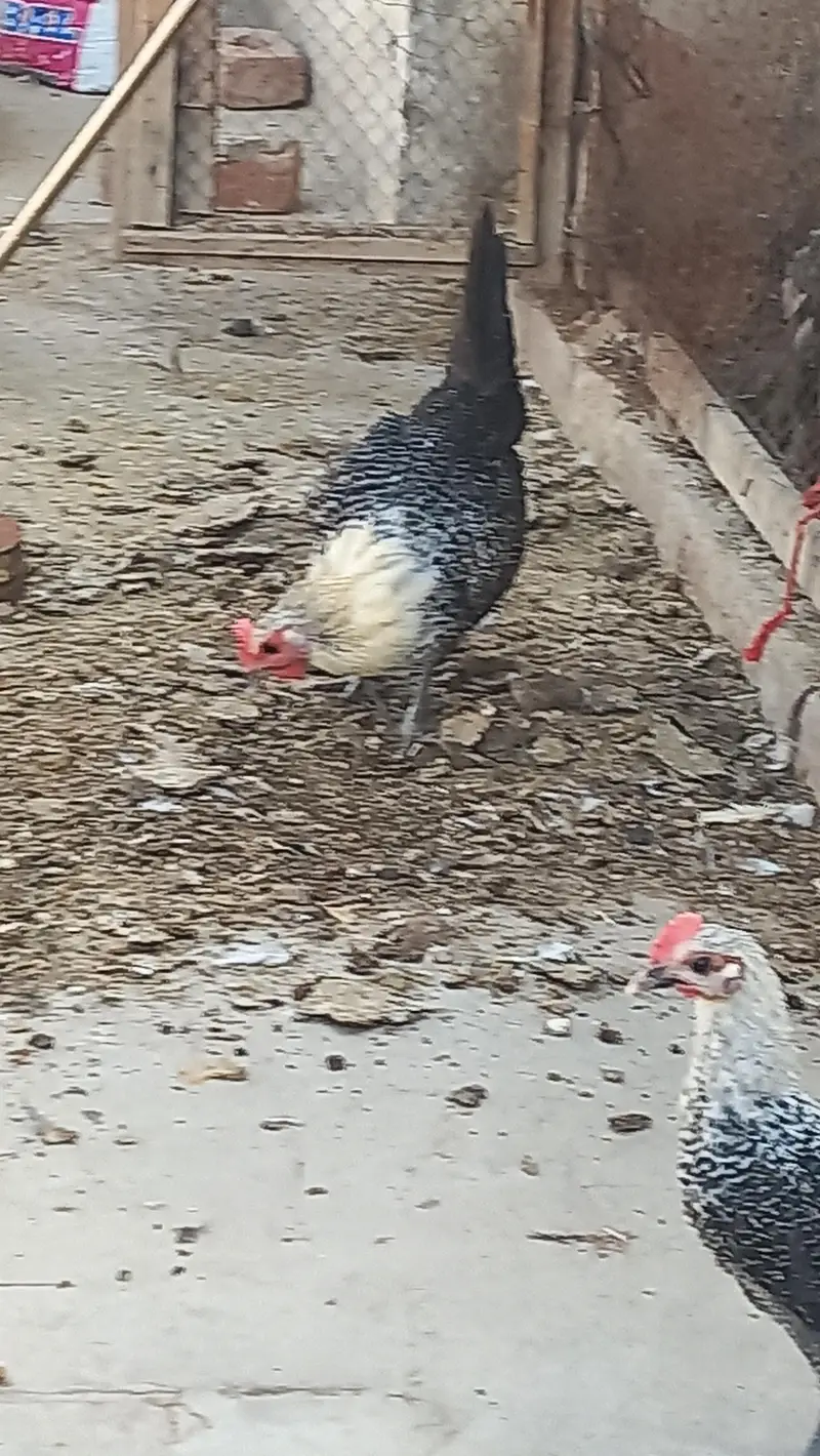 Egyptian fyumi hens — photo 3