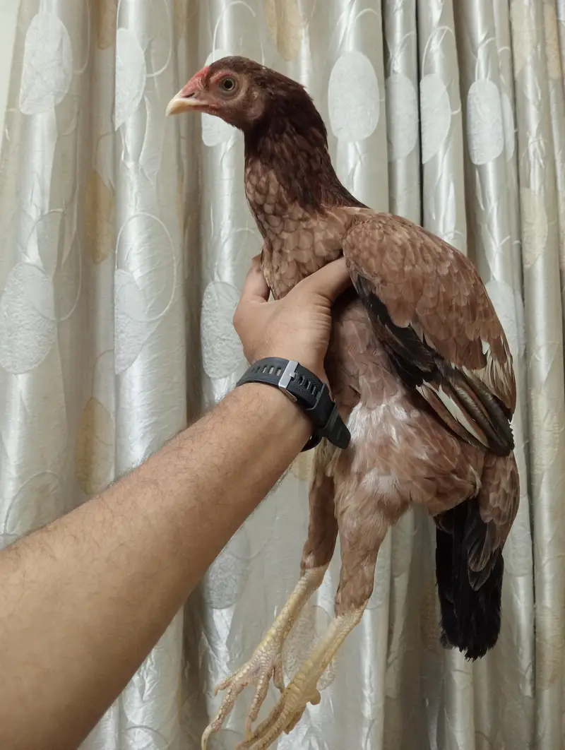 lakha pair & jawa murga — photo 4