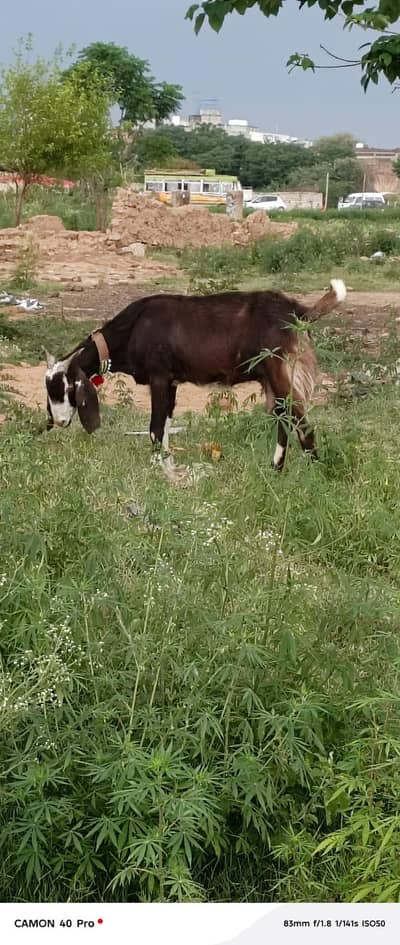 doodh wali bakri for sale