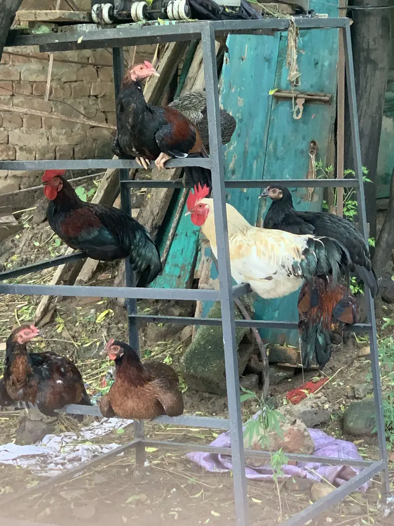 DESI HOME BREED — photo 2