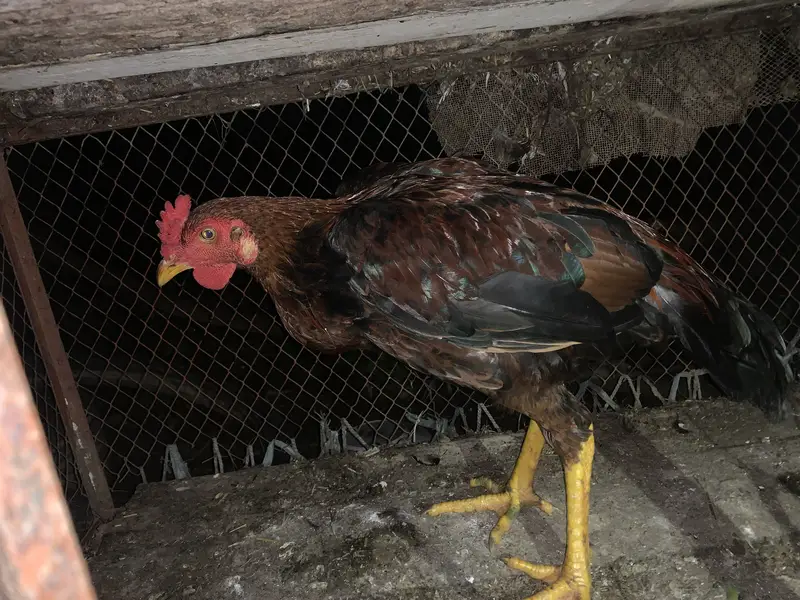 DESI HOME BREED — photo 3