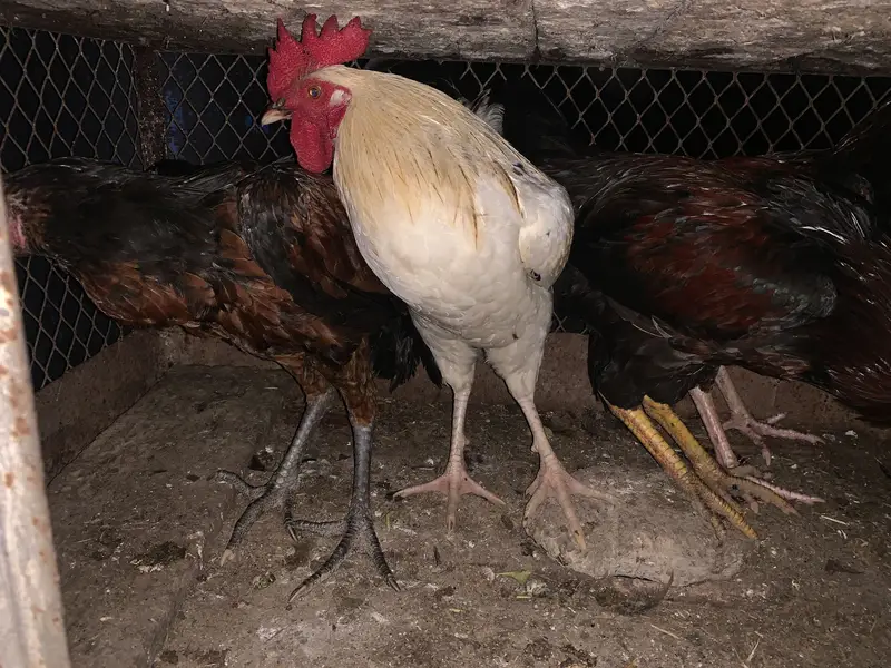 DESI HOME BREED — photo 5