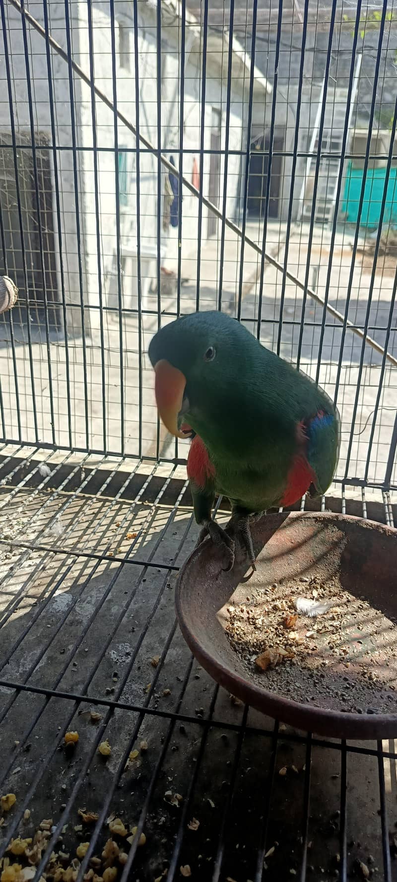 Eclectus parrot 0
