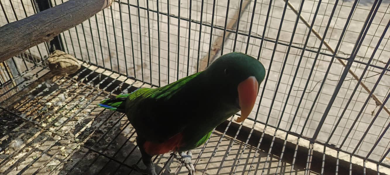 Eclectus parrot 1