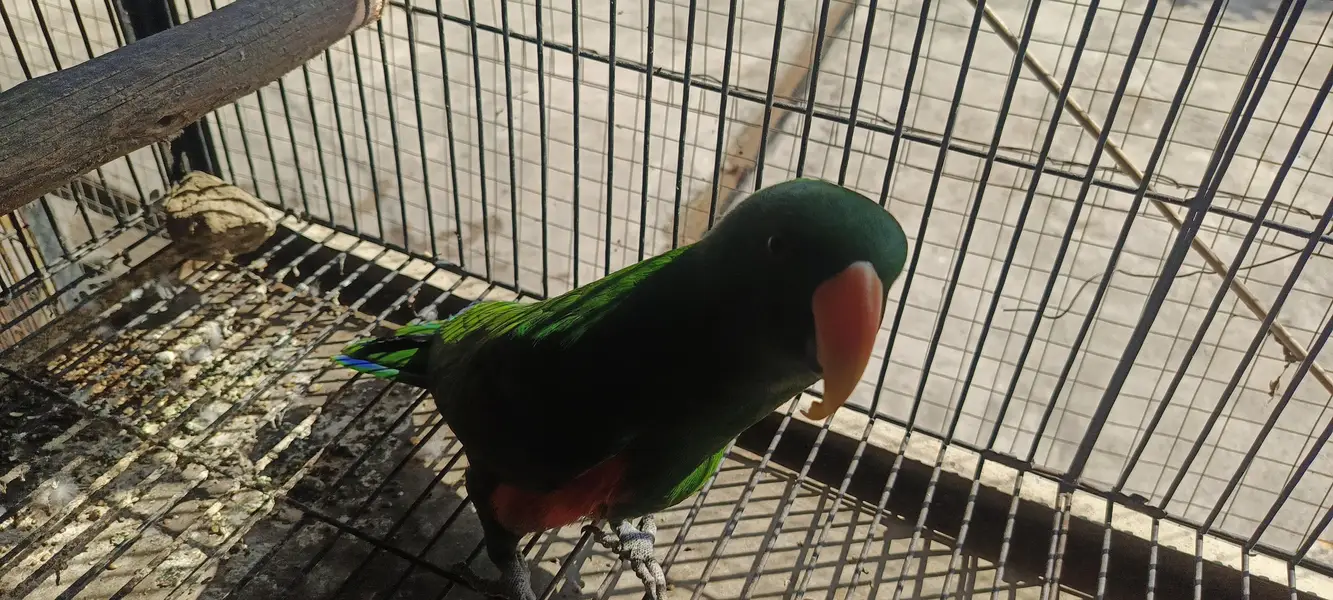 Eclectus parrot — photo 2