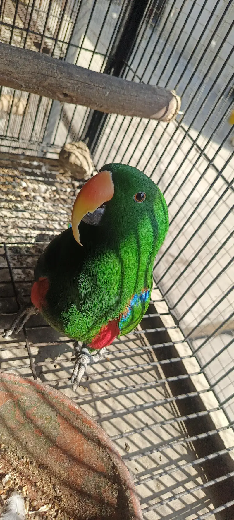 Eclectus parrot — photo 3