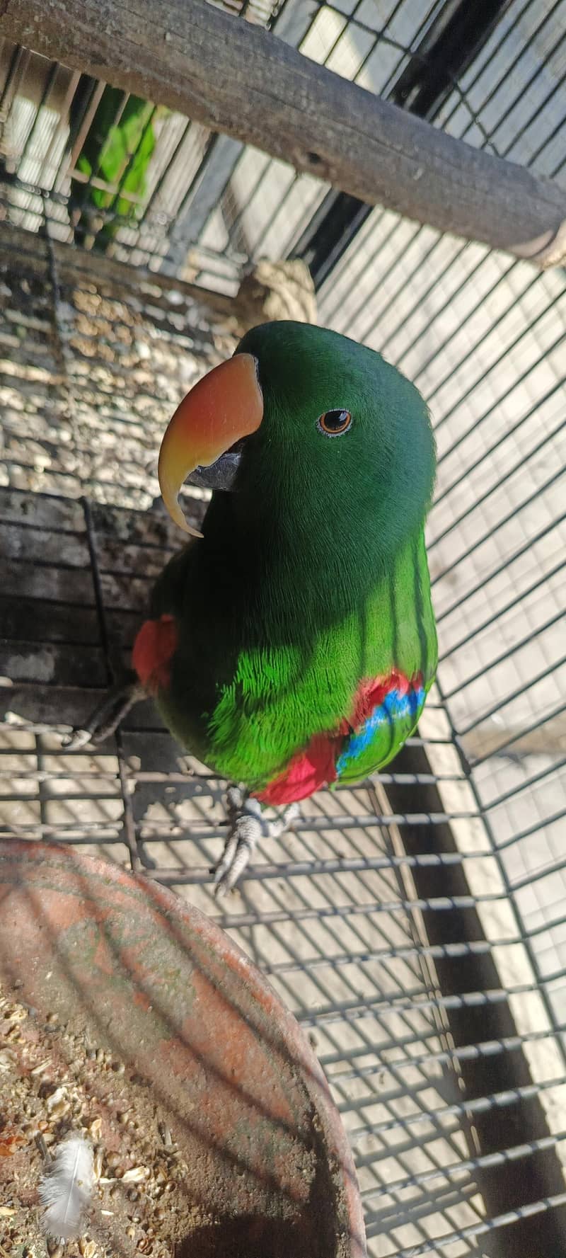 Eclectus parrot 3